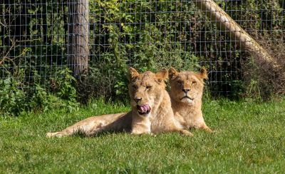 A pair of lionesses resting in the sunshine at Longleat safari park in Wiltshire