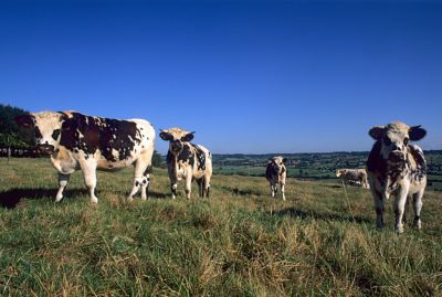 Vaches noir et blanc dans un pré à Livarot