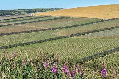 A vineyard on gentle hills along the Great Sussex Way Wine Route 