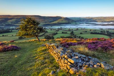 Peak District National Park at sunrise with a stone wall and blooming heather, overlooking mist-shrouded Hope Valley