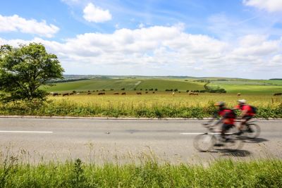 Cyclists on a road in the South Downs National Park with fields and grazing cattle