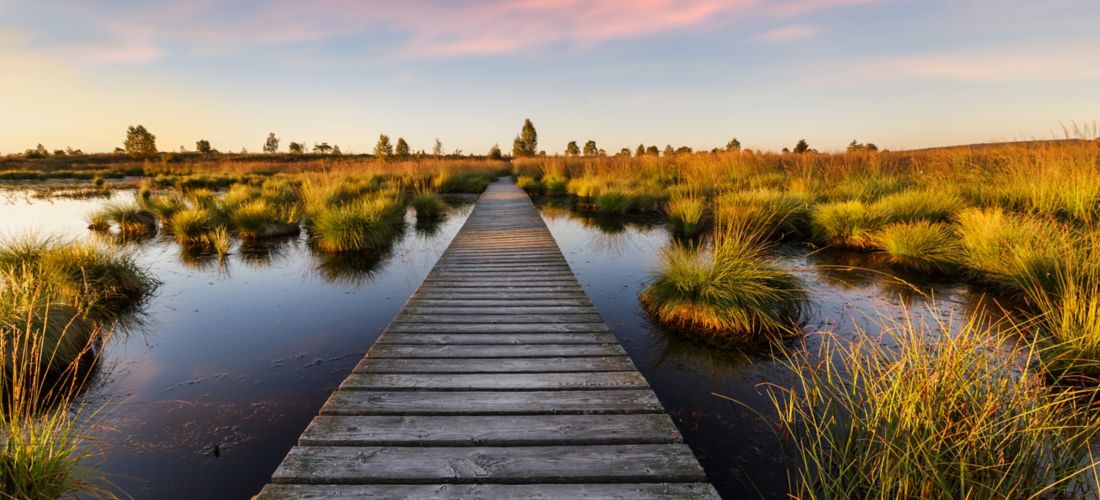 Tranquil Boardwalk at Sunset in the High Fens, Belgium