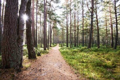 Sentier entre les pins de la forêt d'Abernethy, dans le parc national des Cairngorms, où pratiquer le forest bathing en Écosse
