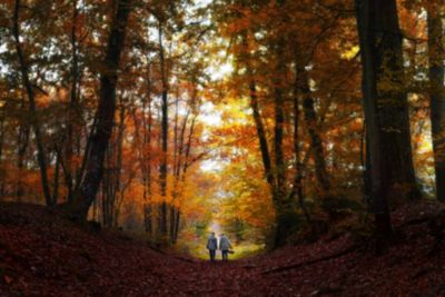 Autumn colours in atmospheric Fontainebleau forest, a popular day trip from Paris