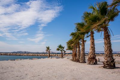 Eine Reihe Palmen am Sandstrand von Marseille vor blauem Himmel mit leichter Bewölkung