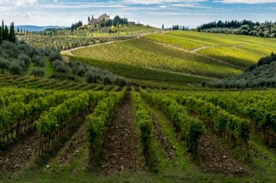Green vineyards and a grand villa near Radda in Chianti, Tuscany