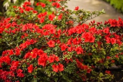 Azalea roja en plena floración en el Real Jardín Botánico de Madrid