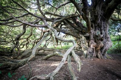 An ancient, twisted yew tree in Kingley Vale forest near Chichester in the South Downs National Park