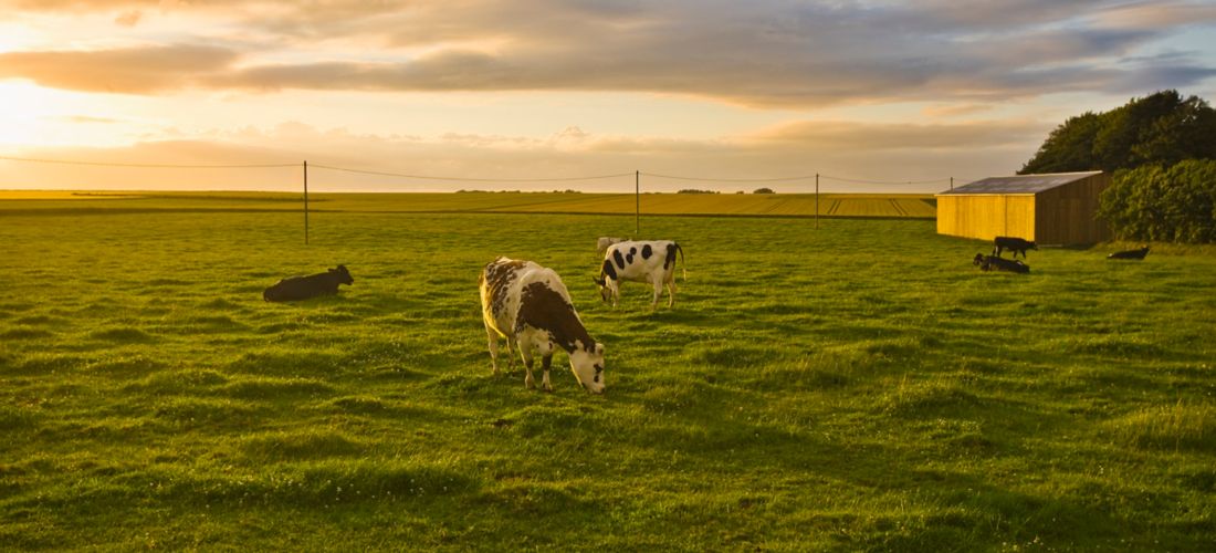 Tranquil Countryside Sunset with Cows