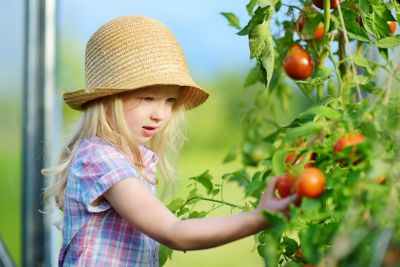 A child in a straw hat picking ripe tomatoes off a vine