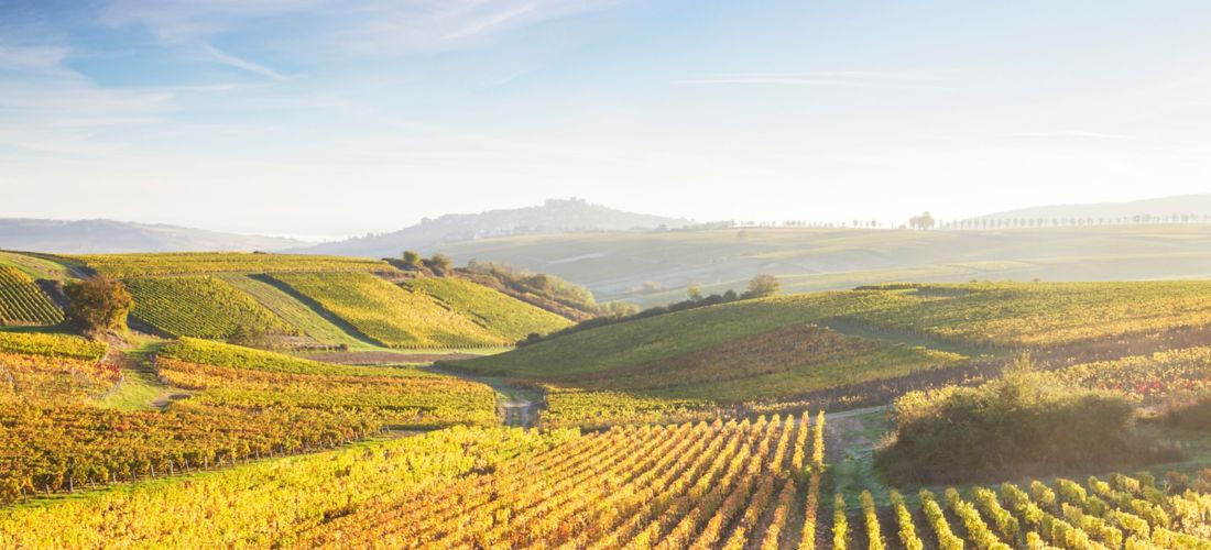 Autumn Hues: Sancerre Vineyards in the Loire Valley