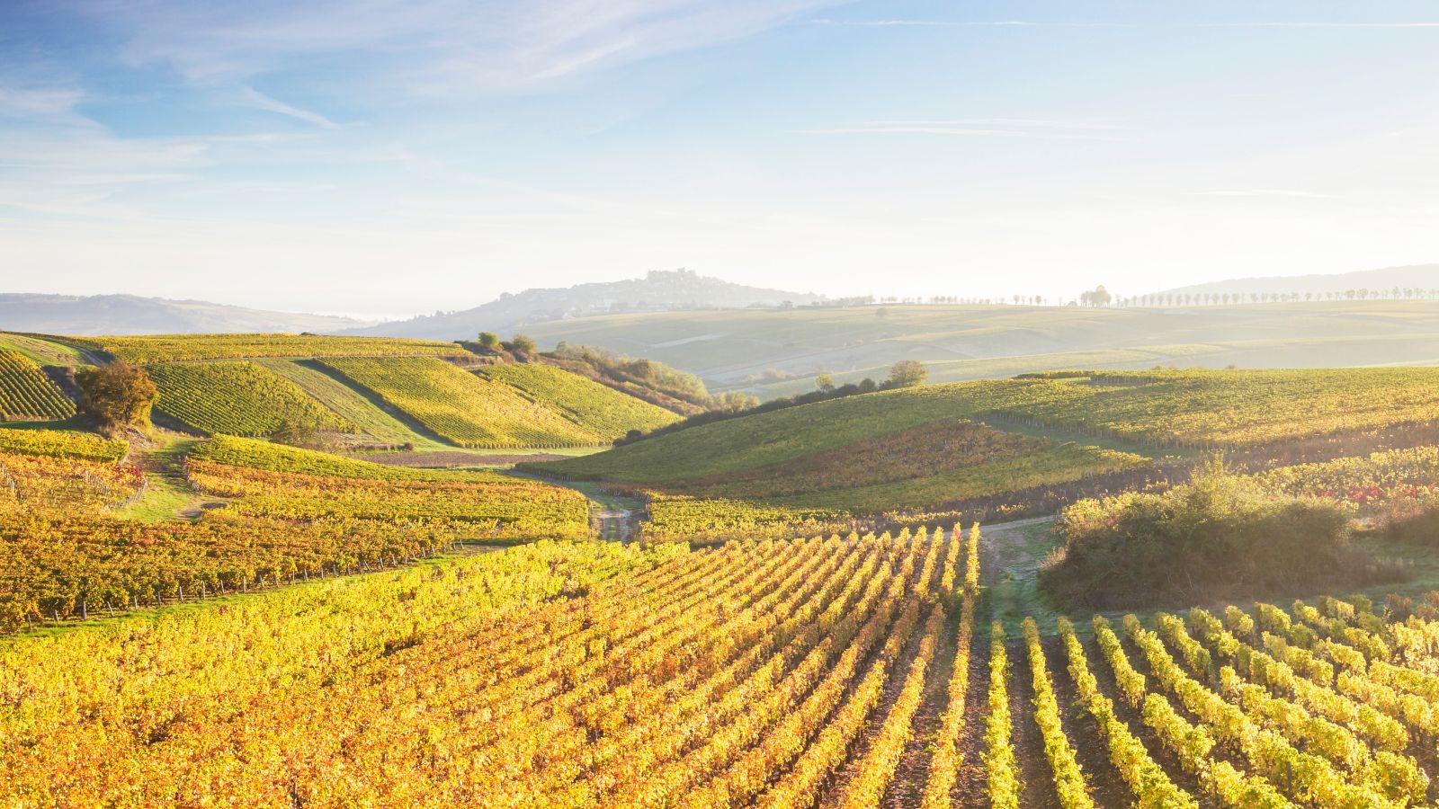 Autumn Hues: Sancerre Vineyards in the Loire Valley