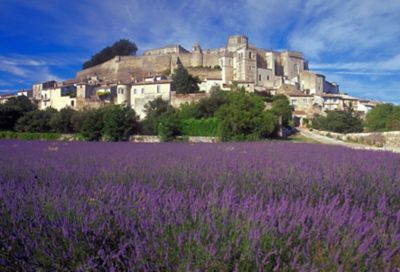 Grignan Castle in France, rising above a field of blooming lavender 