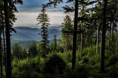 Parc national de la Forêt-Noire en Allemagne, un jour nuageux