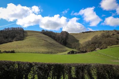 South Downs National Park with blue skies and grassy rolling hills dotted with hedges and trees