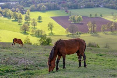 Cissbury Ring in South Downs National Park with ponies grazing on the grass