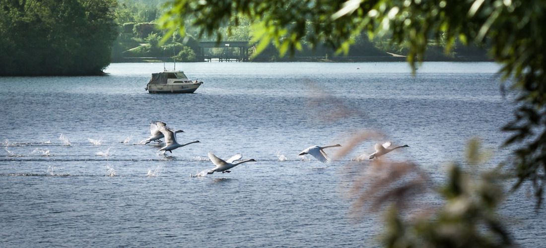 Swans Soaring: A Tranquil Escape Around Viry-Chatillon's Lake