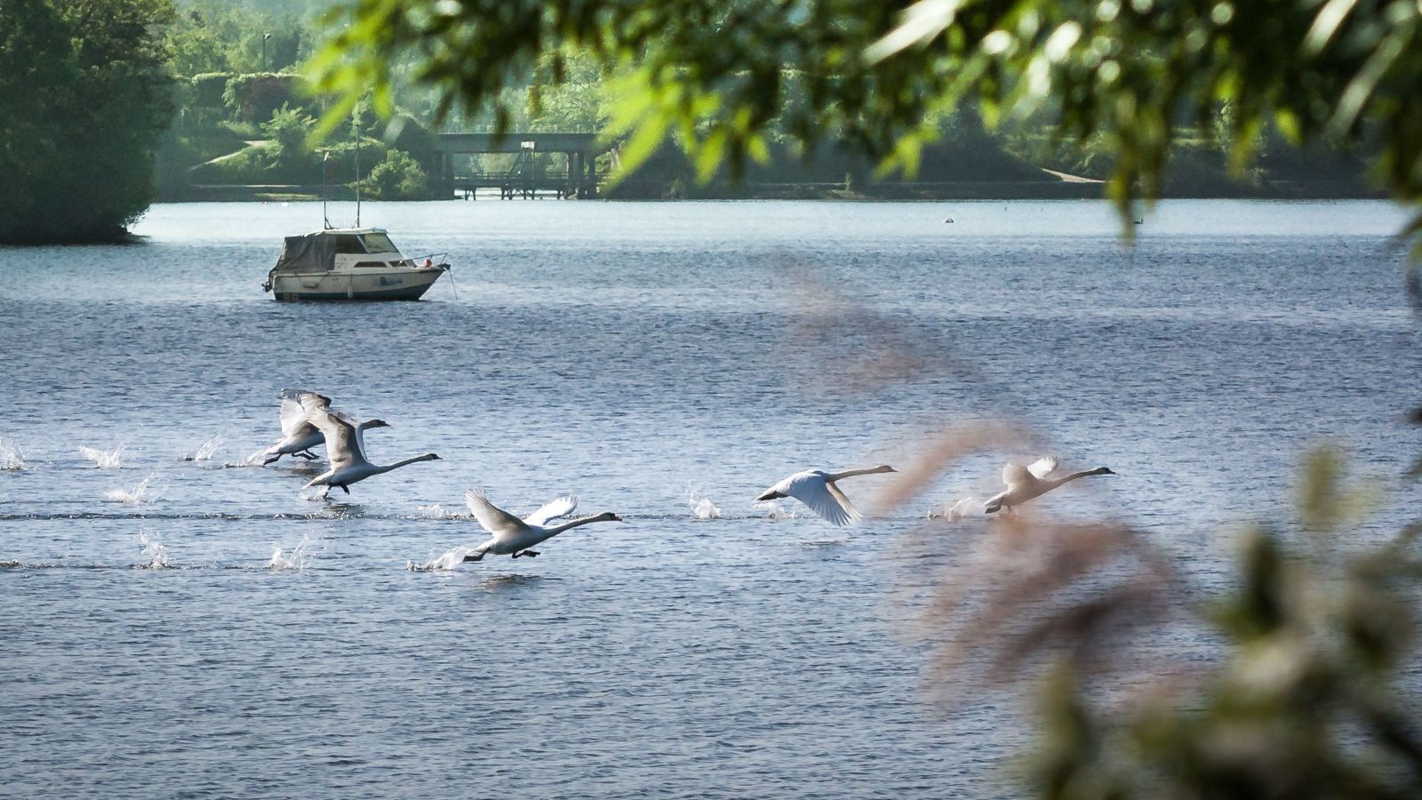 Swans Soaring: A Tranquil Escape Around Viry-Chatillon's Lake