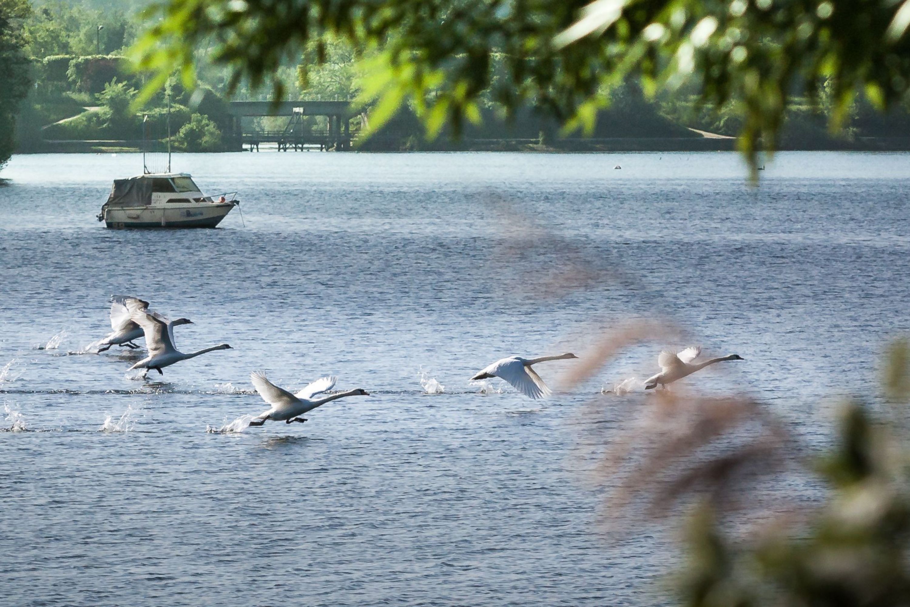 Swans Soaring: A Tranquil Escape Around Viry-Chatillon's Lake
