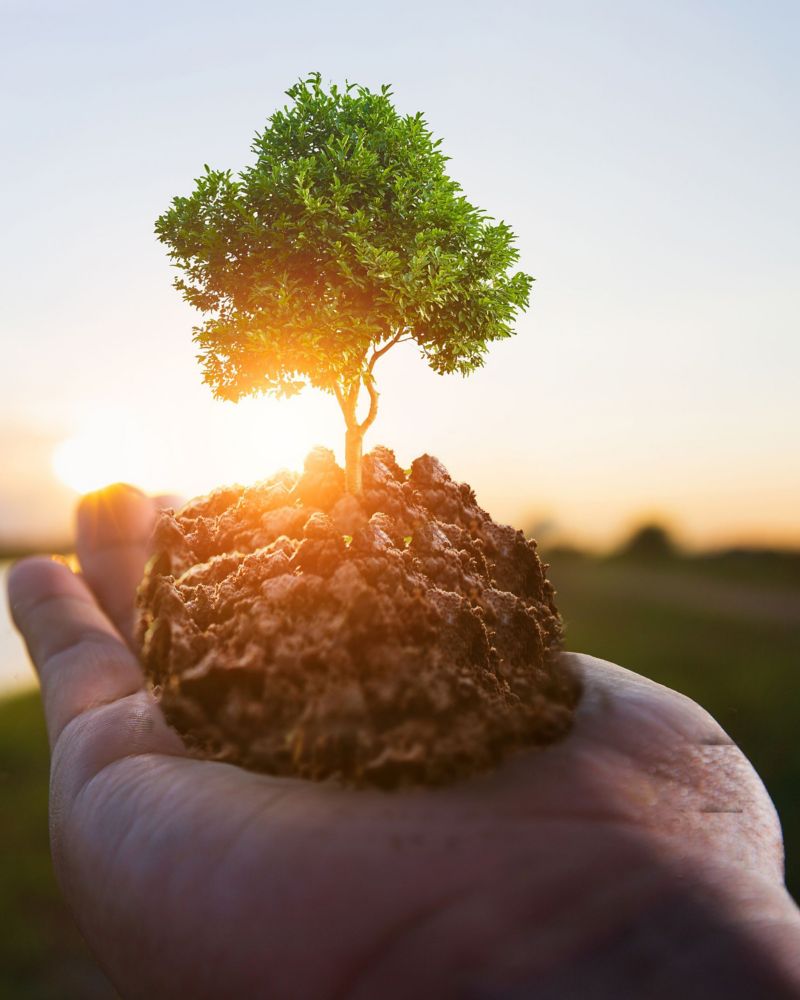 projeto-compensacao-carbono