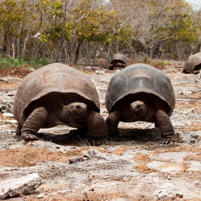 Male and Female 2 RBAXTER