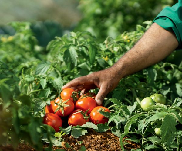 Harvesting fresh organic tomatoes at the Mövenpick Resort Sharm El Sheikh organic farm