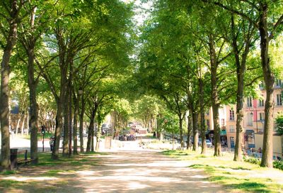A verdant, tree-lined avenue leading to the Palace of Versailles near Paris