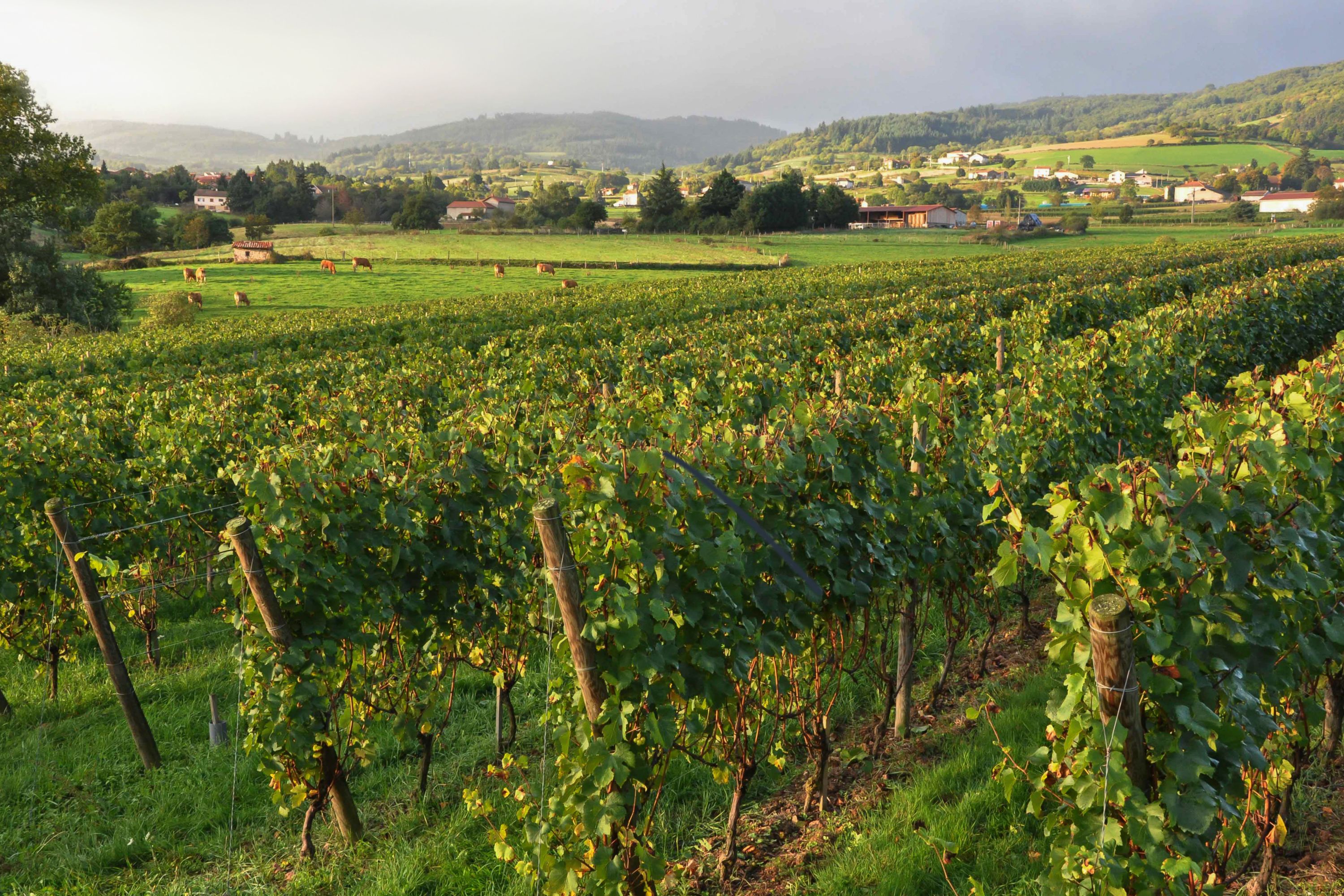 Destination Roanne - France