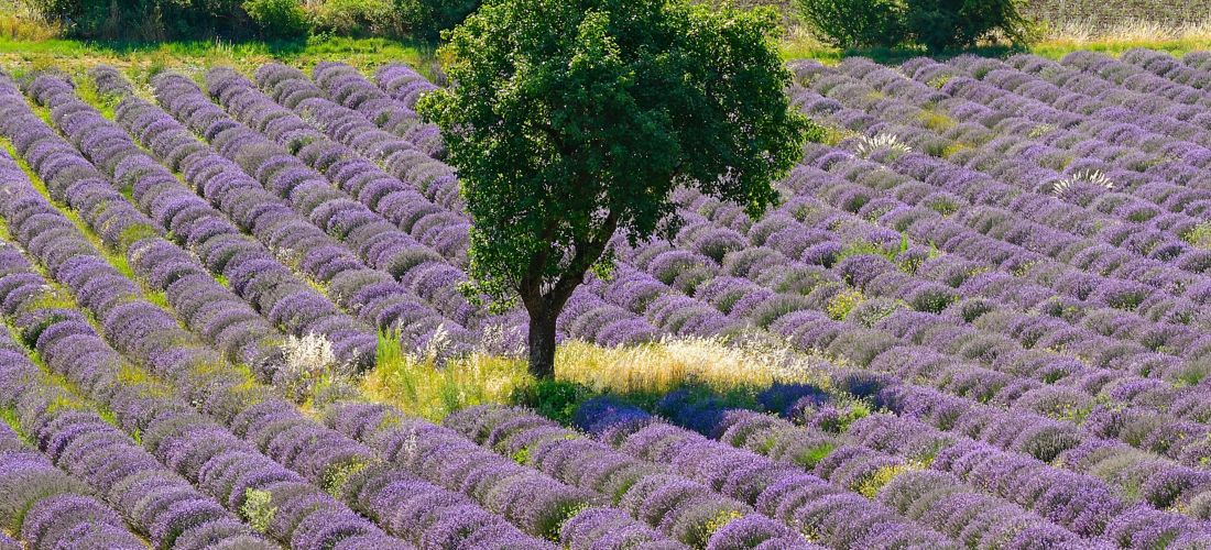 Destination Bollène - France