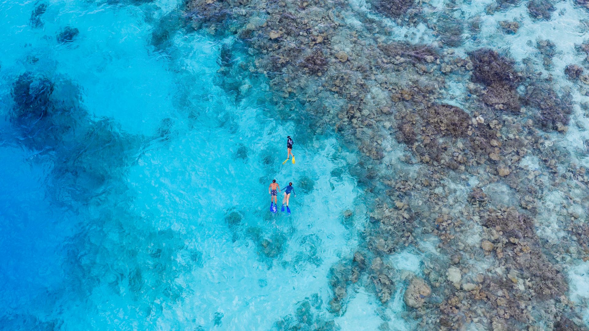 House Reef Snorkelling