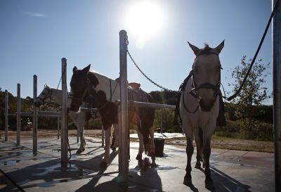horses at Grand Del Mar