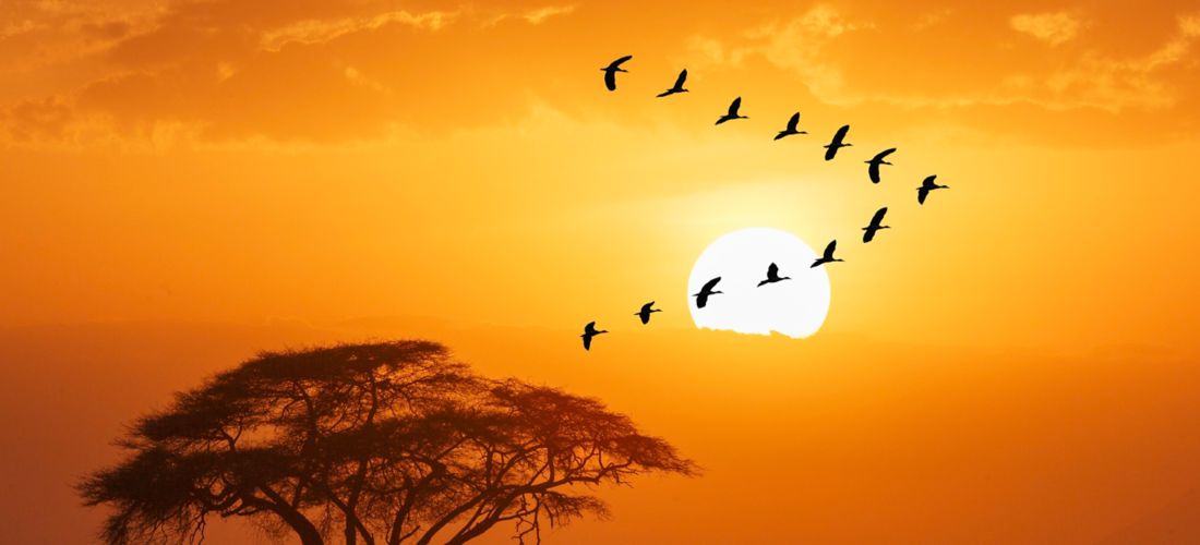 Destination  - Kenya