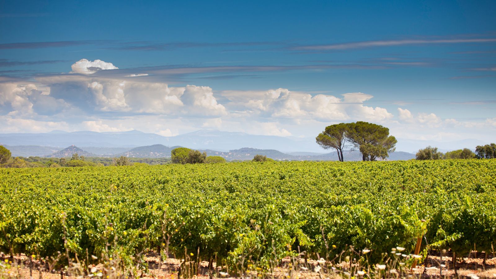 Destination Le Cannet des Maures - France