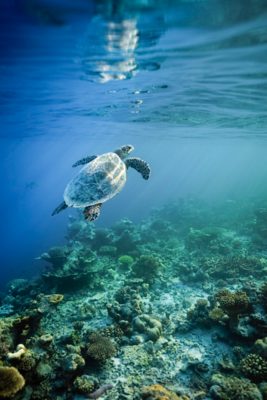 Rencontrez les tortues de mer