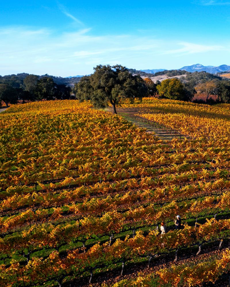 Rolling hillside with amber vineyard vines and crisp blue skies