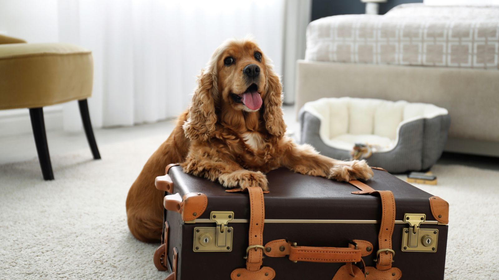 animais de estimação, hoteis pet friendly