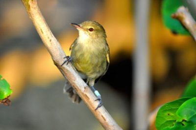 Small Olive-Green Bird on a Branch