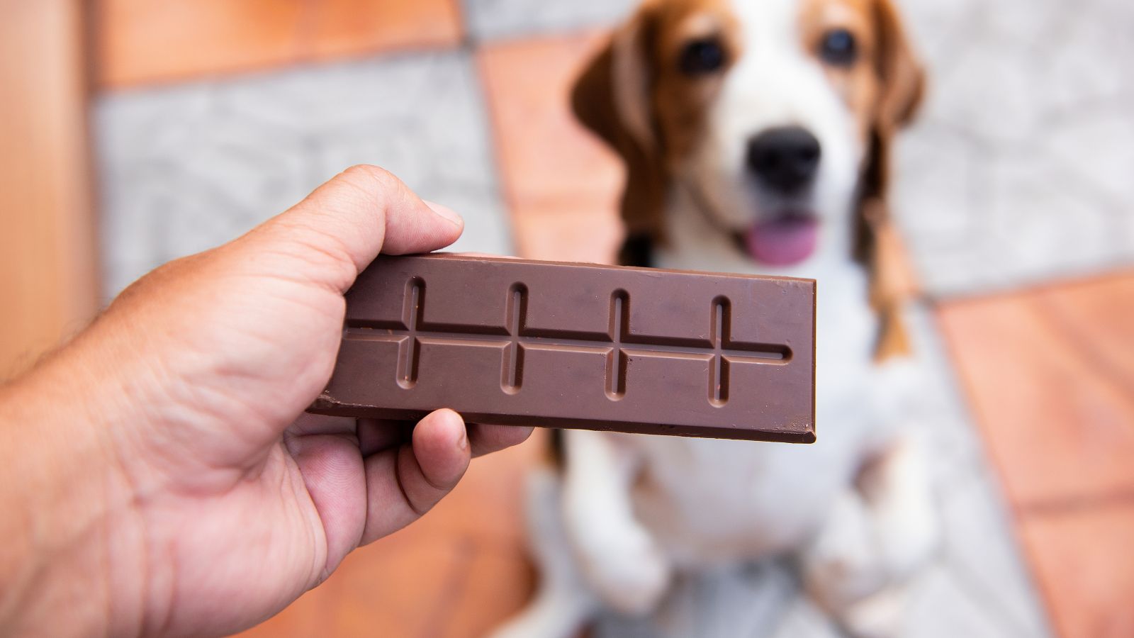 chocolate toxico pets