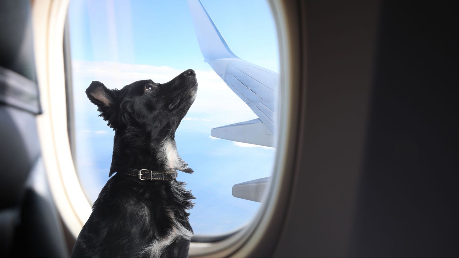 como levar cachorro no avião