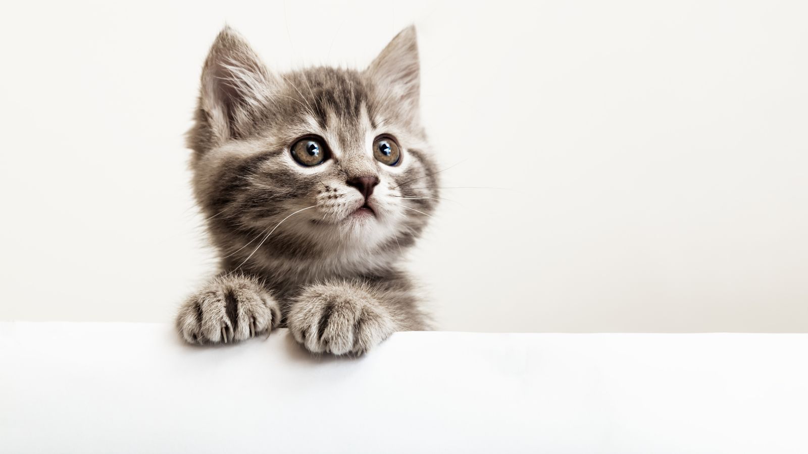 curiosidades sobre gatos