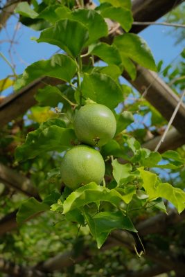 fruit-pergola