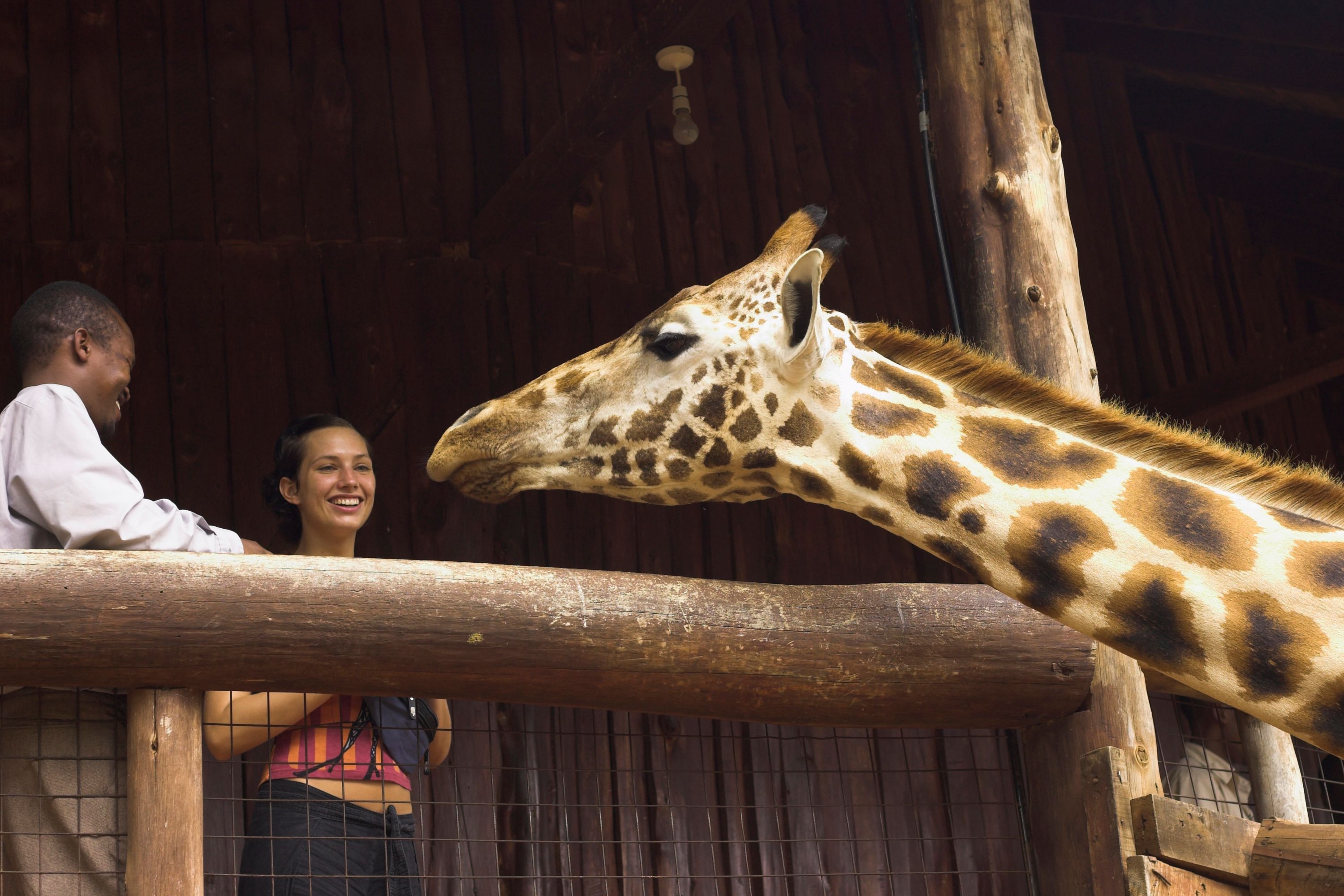 Giraffe at the Giraffe Centre in Nairobi