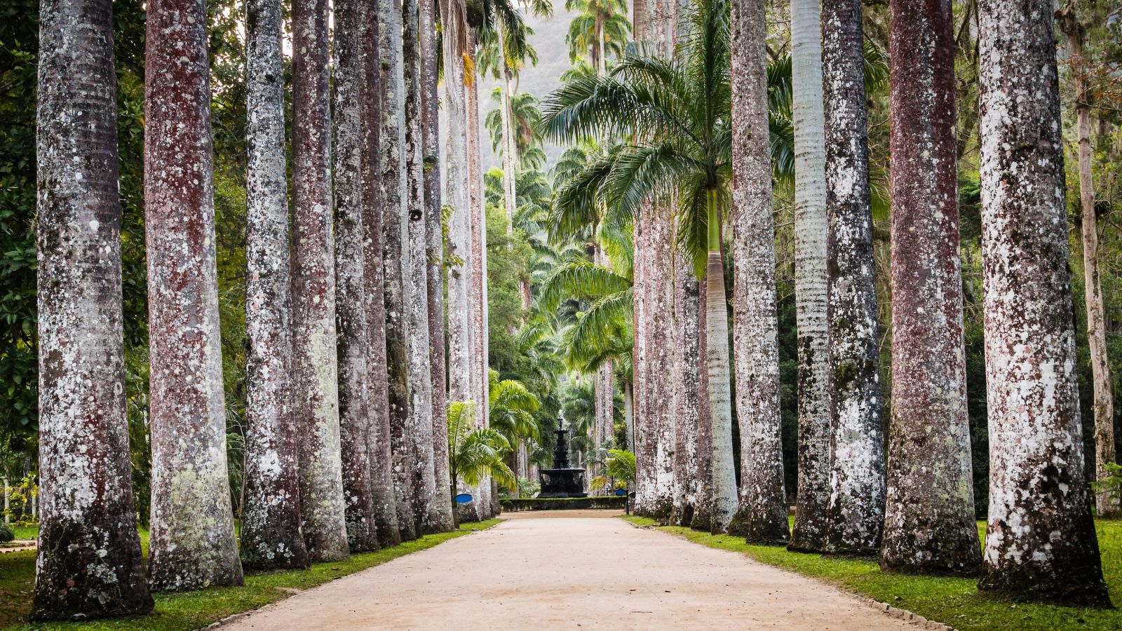 jardim botânico, jardins botânicos, jardim botânico Brasil, jardim botânico do rio de janeiro, jardim botânico de curitiba