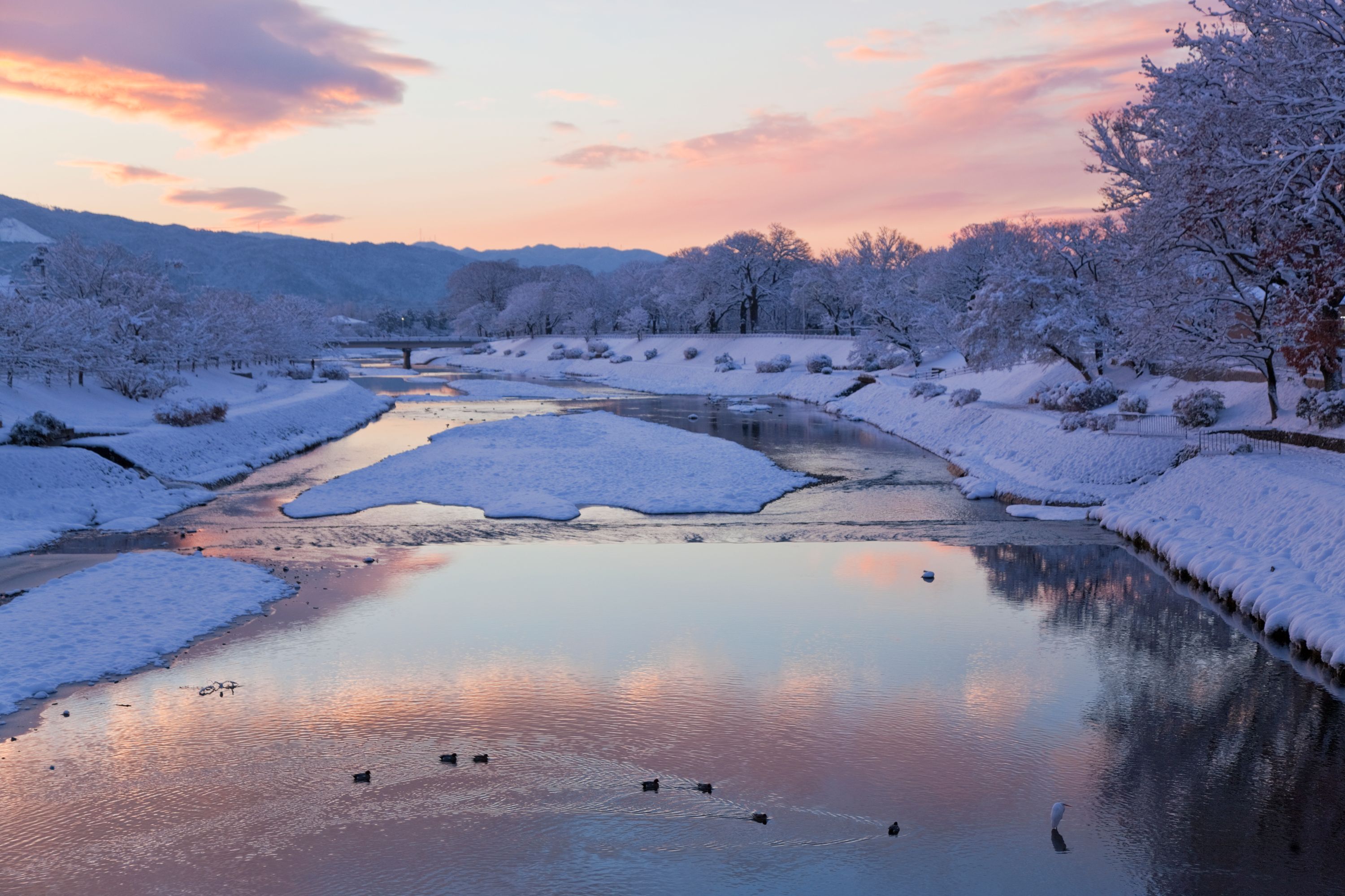 Winter on the Kamogawa River in Kyoto, Japan.