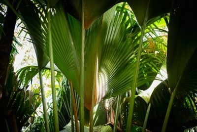 Tropical Palm Fronds