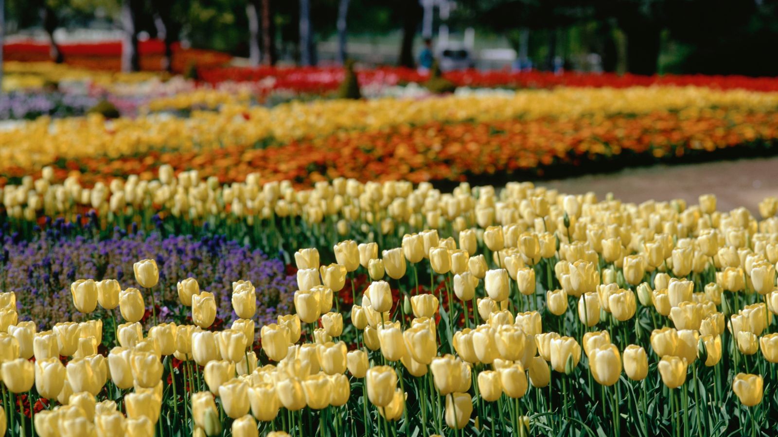 floriade, Floriade 2023, Floriade canberra, flower festival Canberra, Floriade Canberra 2023, Tulip festival Canberra, floriade 2023 dates