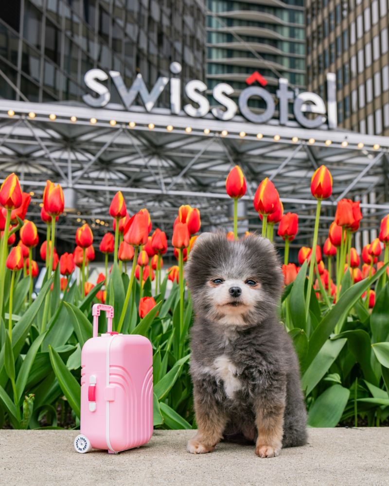 Paws & Plays with Swissôtel Chicago