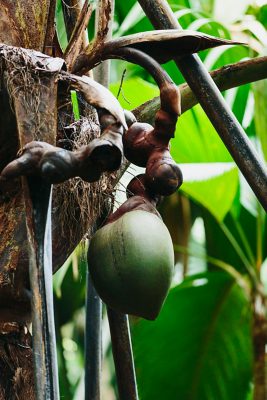 Unripe Coconut on Palm Tree