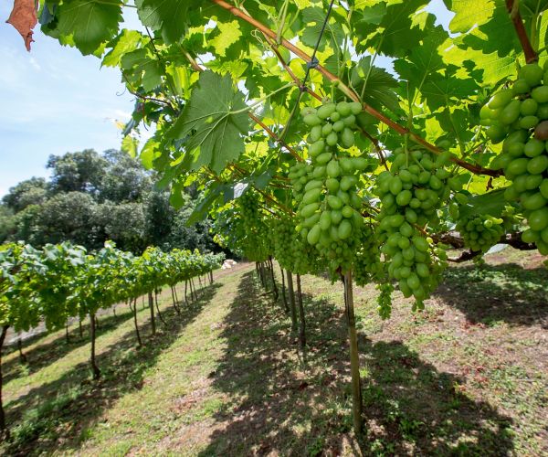 Vale dos Vinhedos