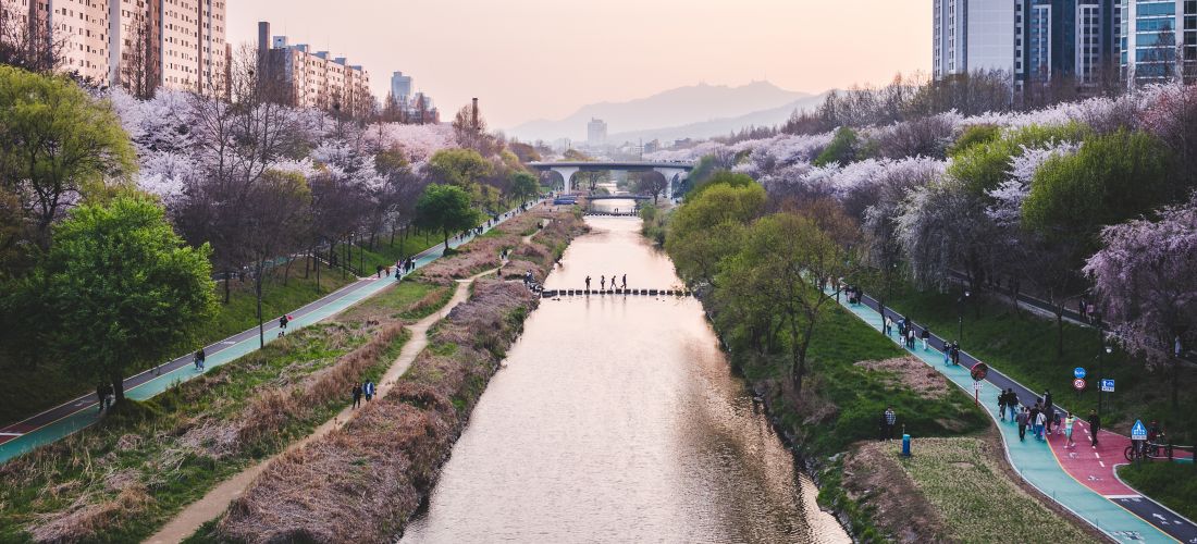 Cherry blossom season in Seoul